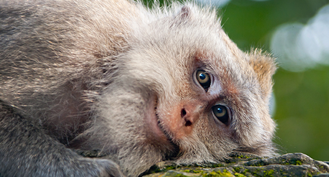 Monkey Drop Kicks Young Man in Retaliation of Gesture